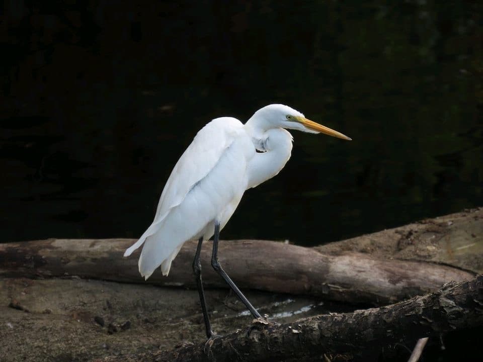 A photograph of YBSA on one of its birding trips.