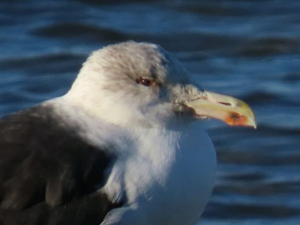 A photograph of YBSA on one of its birding trips.