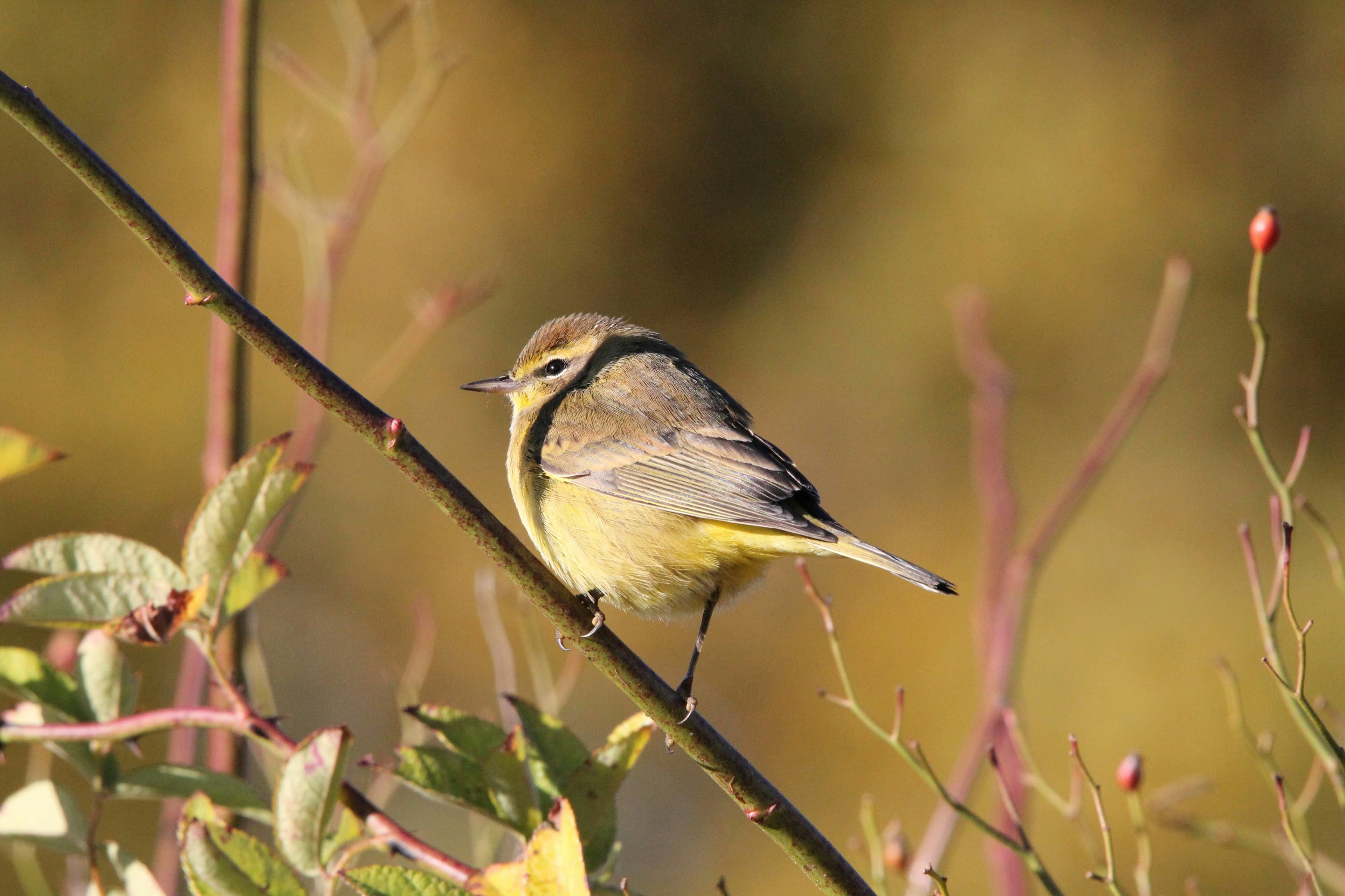 A photograph of YBSA on one of its birding trips.