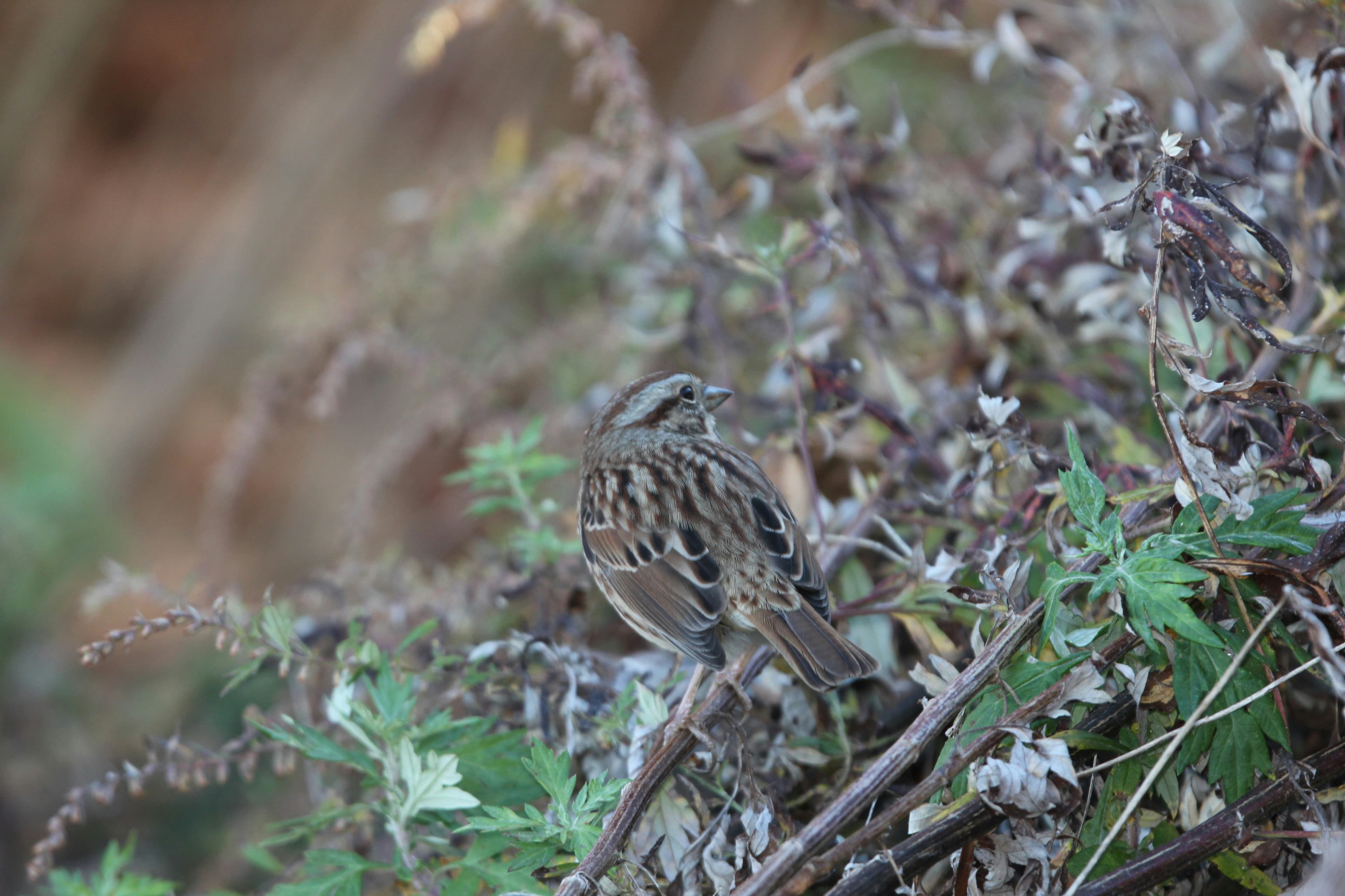 A photograph of YBSA on one of its birding trips.