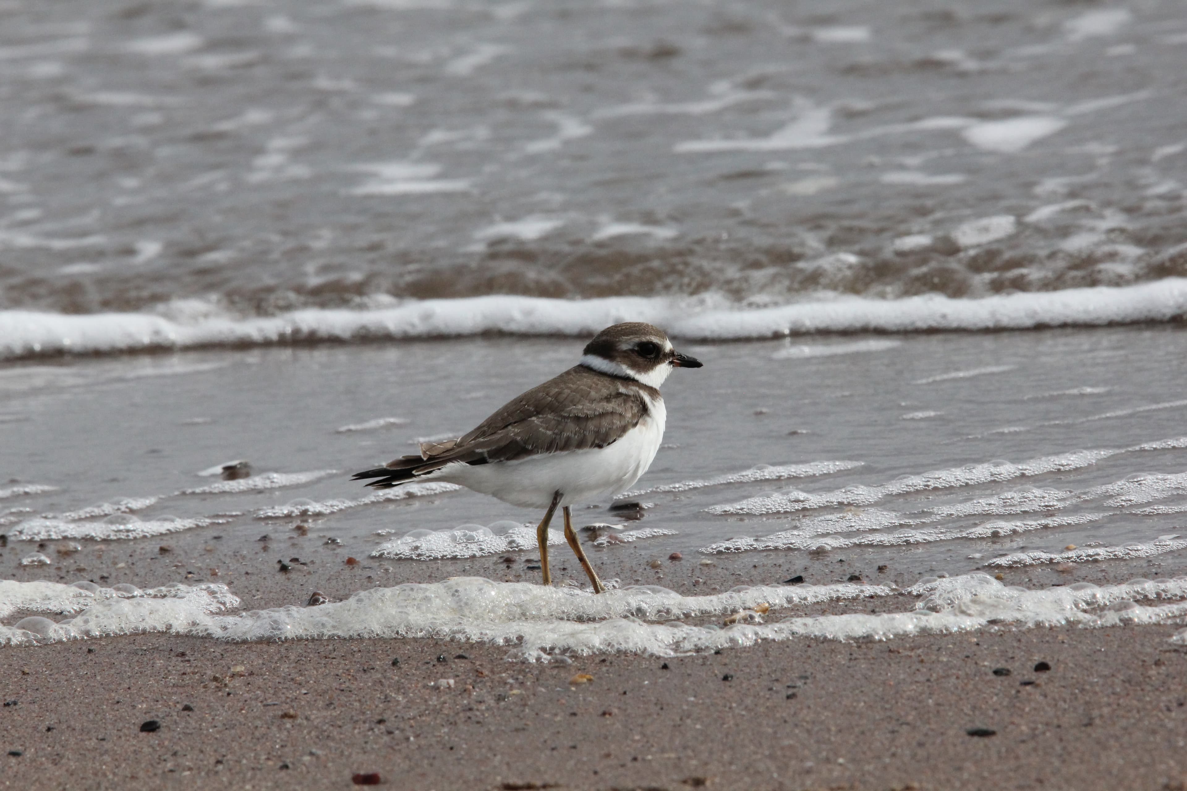 A photograph of YBSA on one of its birding trips.